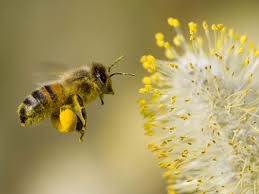 Pollen-with-Bee.jpg